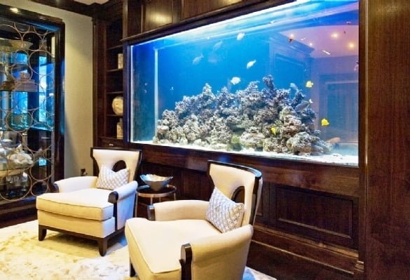 Akvaryum hobisine yeni başlayanlar için ipuçları