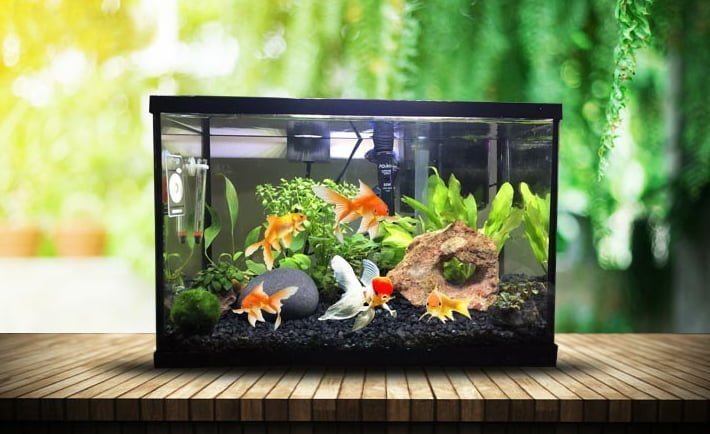 Akvaryum malzemeleri nlerdir görevleri ve kulanım alanları