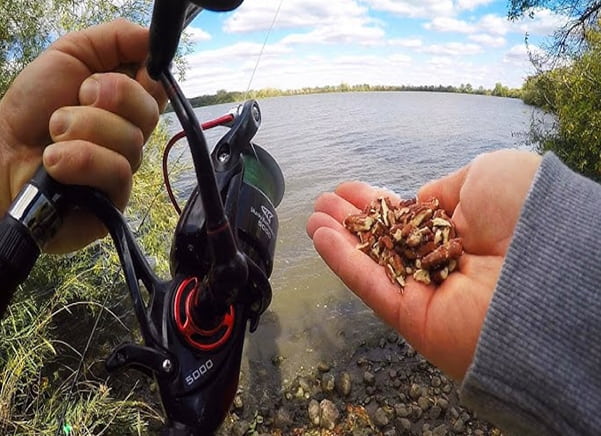 En iyi Sazan yemleri ve sazan yemlerinin hazırlanması hakkında detaylı bir yazı