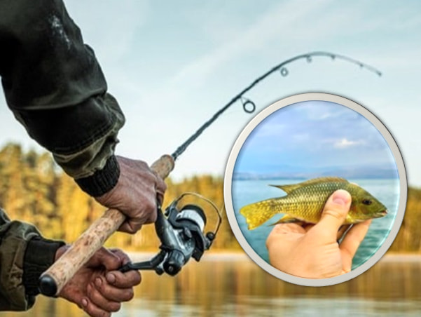 İsrail sazanı hakkında ayrıntılı bilgiler içeren makale